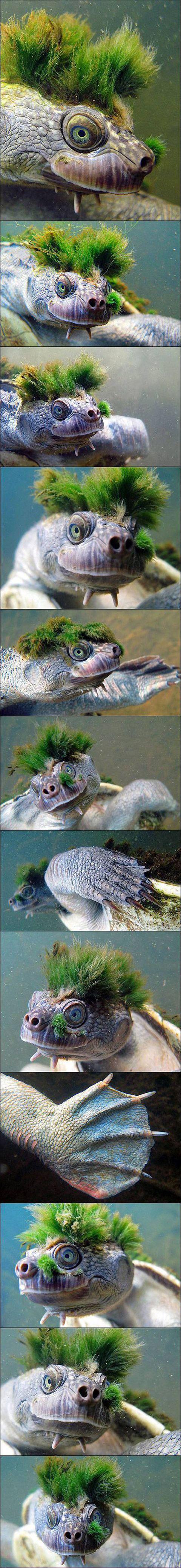 Moss turtle, and you thought you had a bad hair day