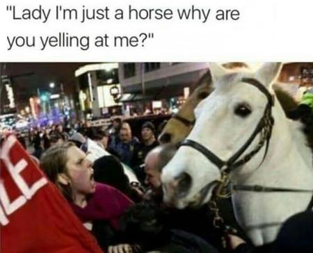 OK but I'm Just A Horse...