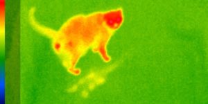 Heat signature of a cat’s arse.