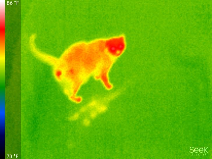Heat signature of a cat's arse.