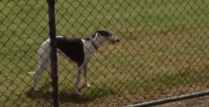 Bouncy boy