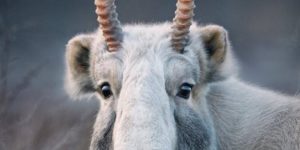 Saiga Antelope