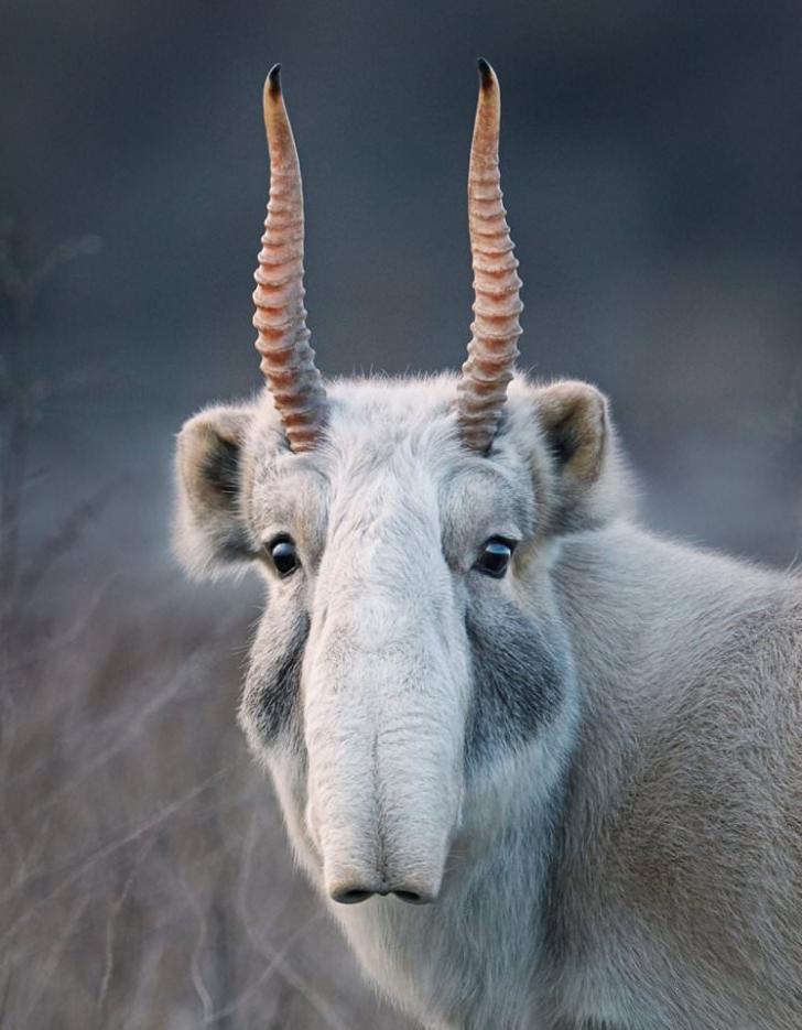 Saiga Antelope