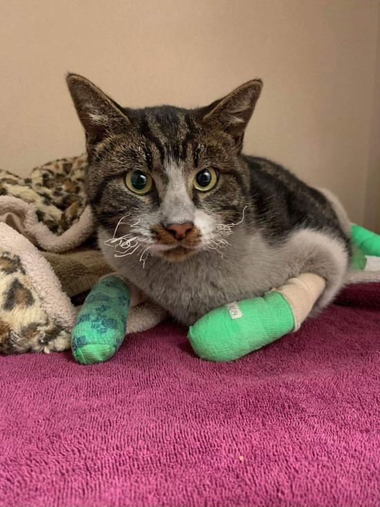 This kitty made it out of the Camp fire in California