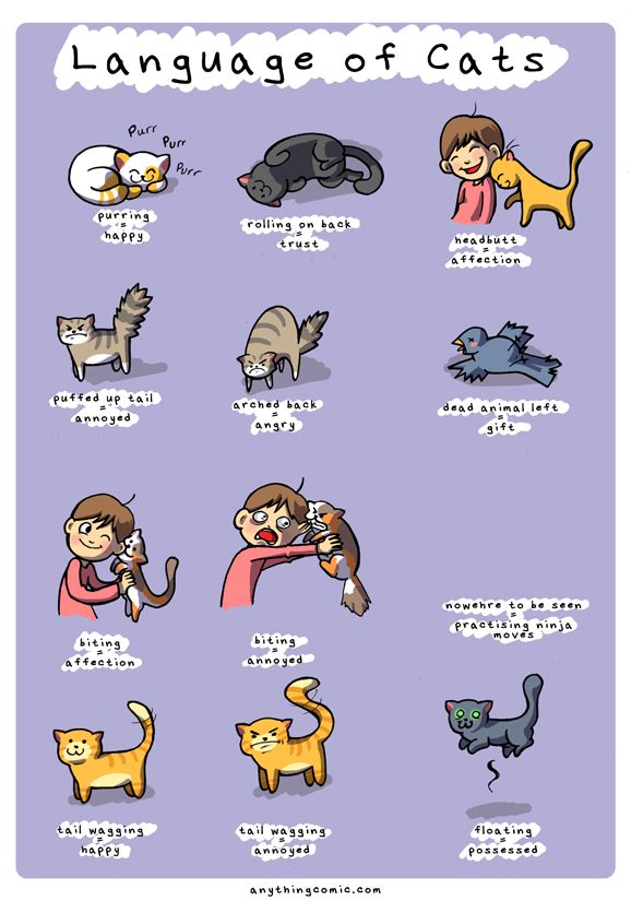 Language of Cats.