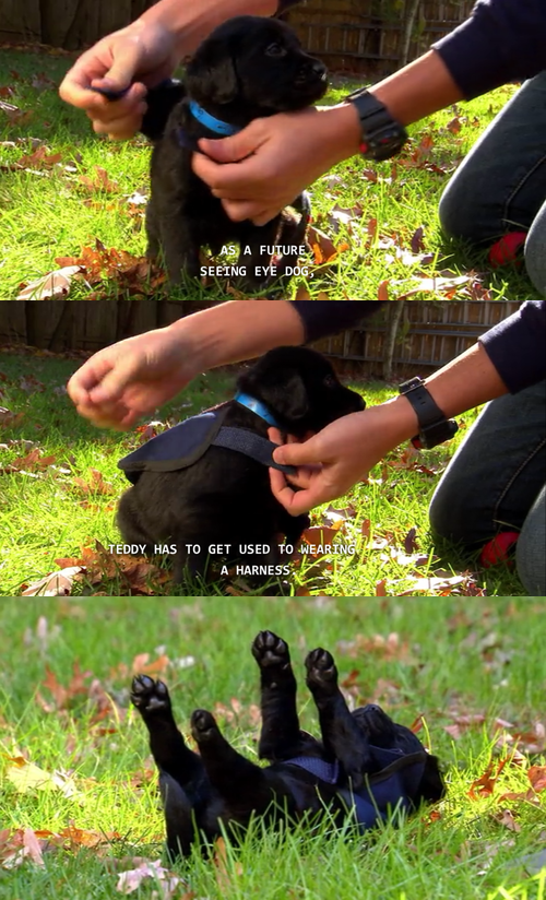 Animal planet teddy seeing shop eye dog