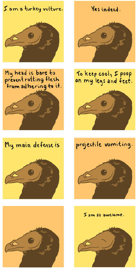 I am a turkey vulture.