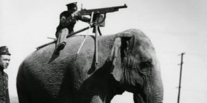 An elephant-mounted machine gun – 1914