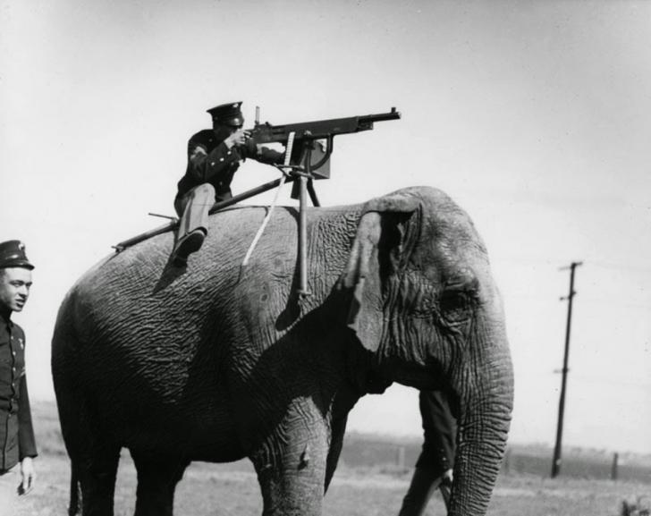 An elephant-mounted machine gun - 1914