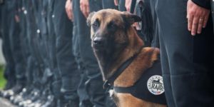 French police posted this image on twitter today after police dog Diesel (7) was killed by a suicide bomber this morning