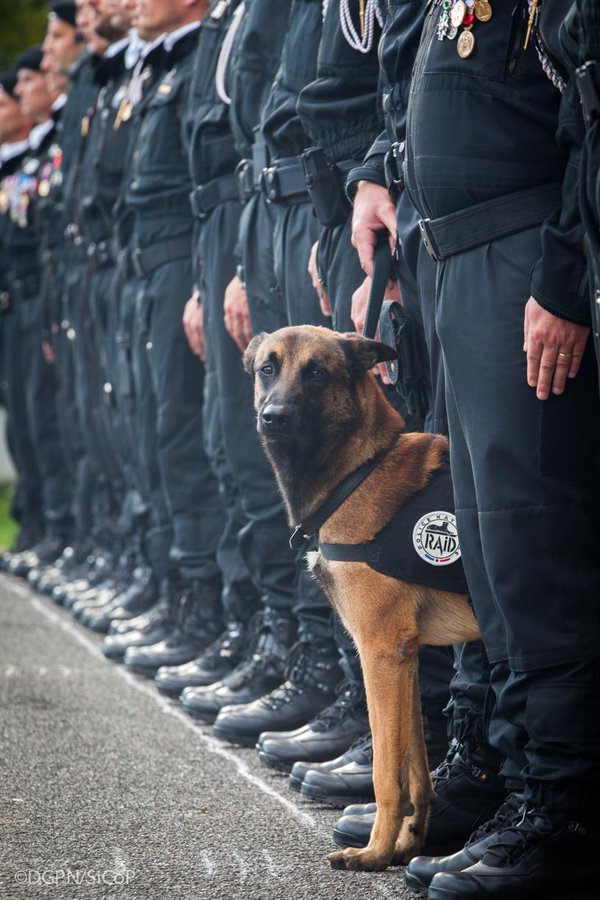 French police posted this image on twitter today after police dog Diesel (7) was killed by a suicide bomber this morning