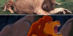 Lion King in real life