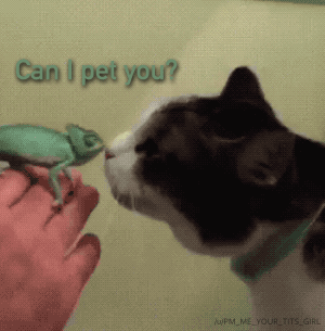 I pet you ok