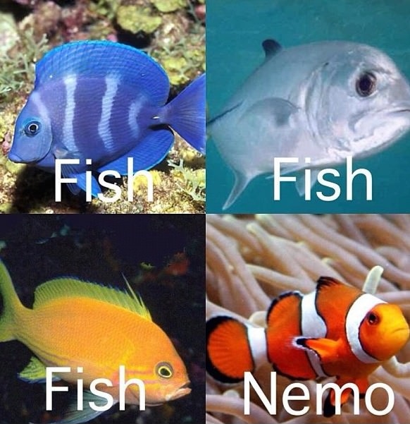 Fish... fish... fish...