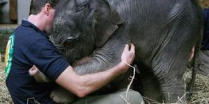 Baby elephant loves.