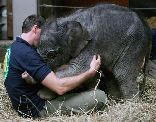 Baby elephant loves.