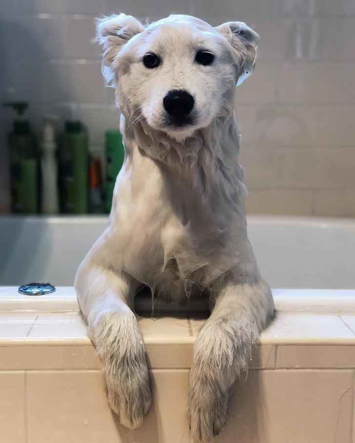 Washed the Samoyed... Turns out he was a polar bear all along!