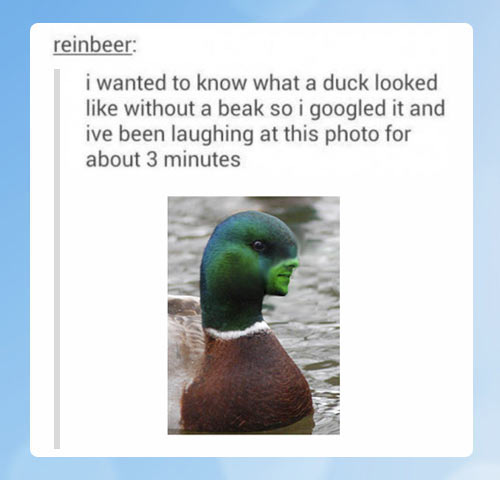 A duck without a beak.