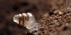 Snail with transparent shell discovered…