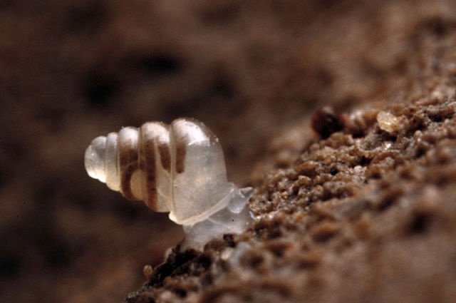 Snail with transparent shell discovered...
