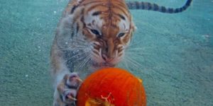 Underwater Pumpkin Carving