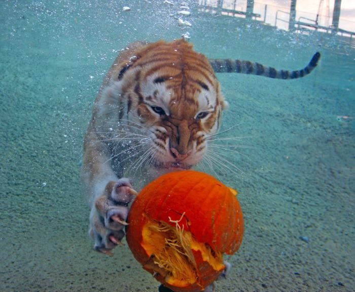 Underwater Pumpkin Carving