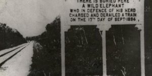 There is buried here a wild elephant…