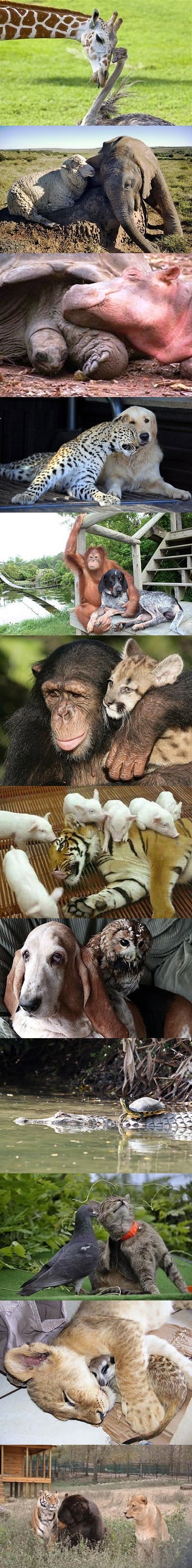 Unlikely Friendships