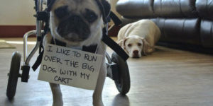 Pug shaming