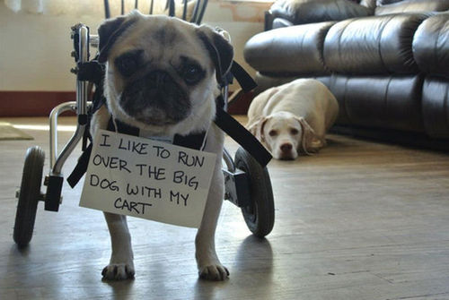 Pug shaming