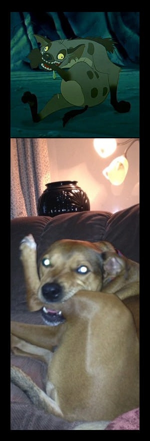 My dog wanted to be Ed from Lion King.