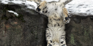 The majestic Snow Leopard.