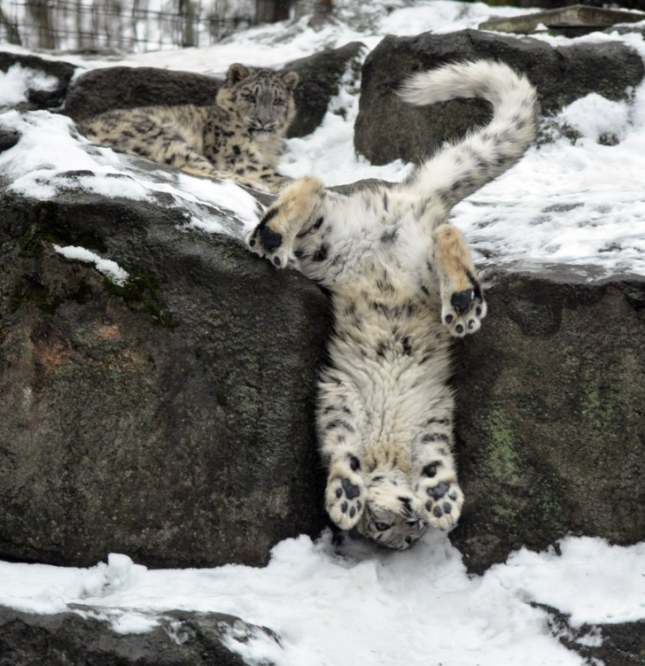 The majestic Snow Leopard.