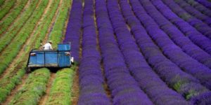 Harvesting Lavender