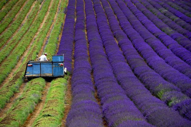 Harvesting Lavender