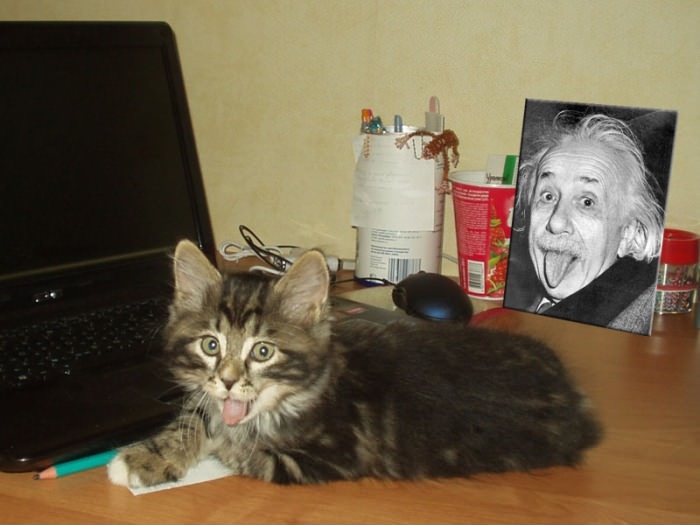 Albert Einstein's cat!