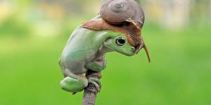 A Frog And A Snail.