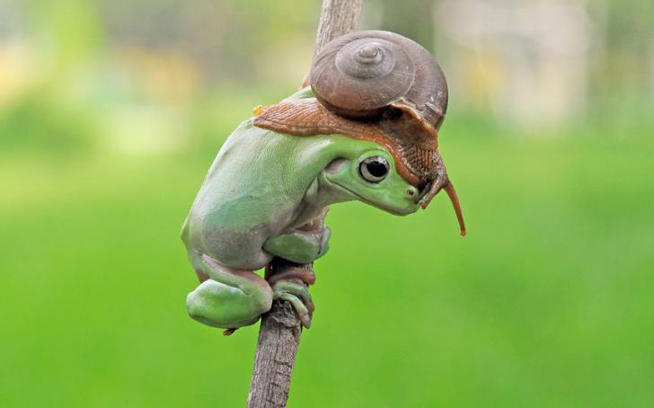 A Frog And A Snail.