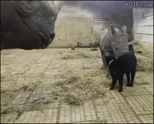 Cautiously investigating the furry rhino
