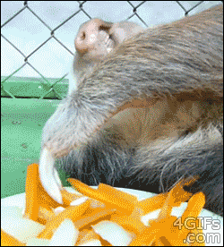 Lord Sloth enjoying snacks.