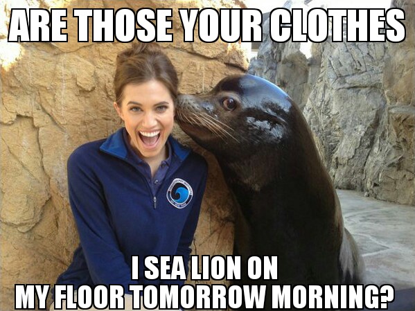 Overly confident sea lion...