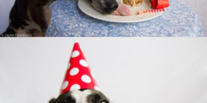 Dog’s Birthday Party