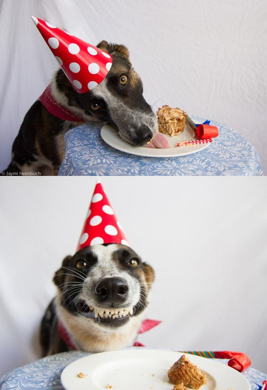 Dog's Birthday Party