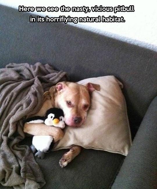 His only friend in this world is a penguin.