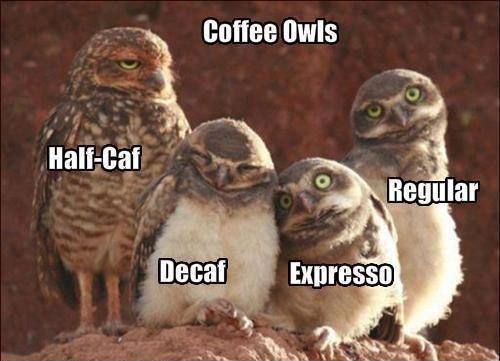 Coffee Owls