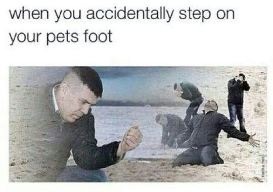 When you step on your pets foot...