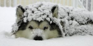 Snow Dog