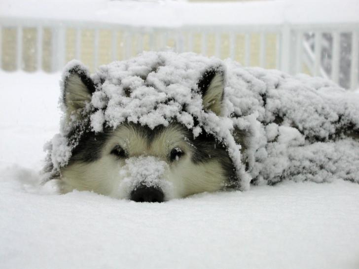 Snow Dog