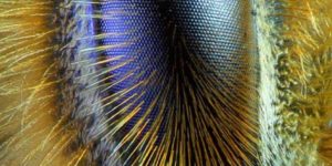 Close up of a bee’s eye