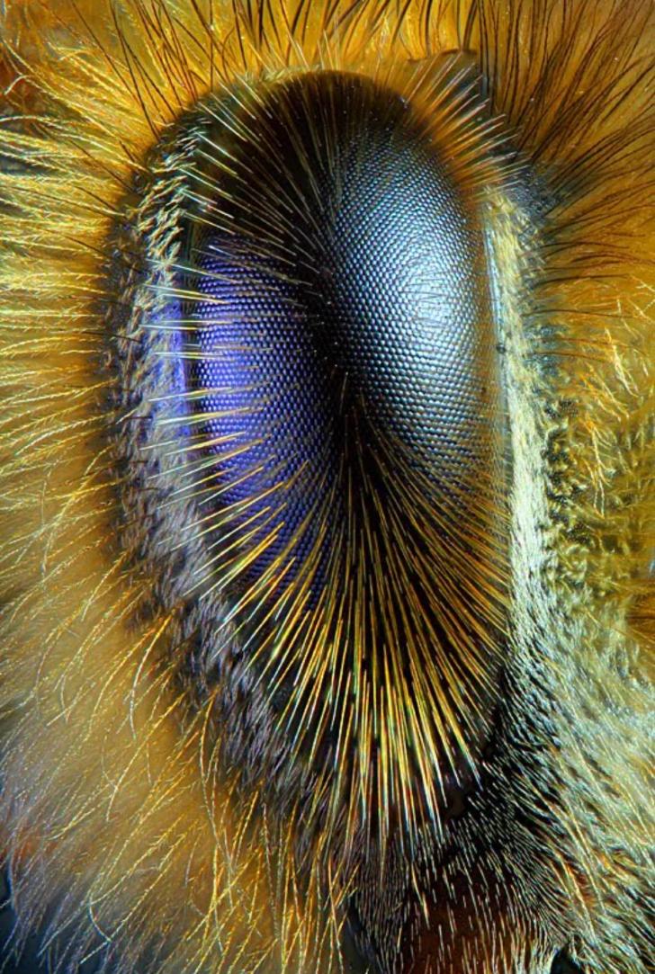 Close up of a bee's eye